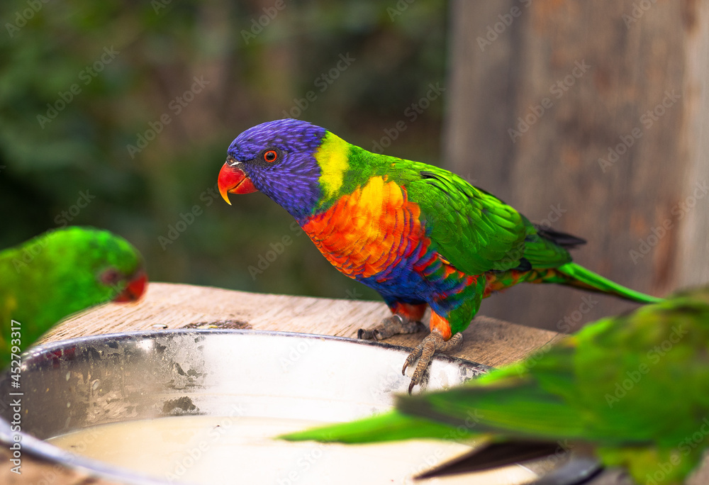 Naklejka premium Lorikeet