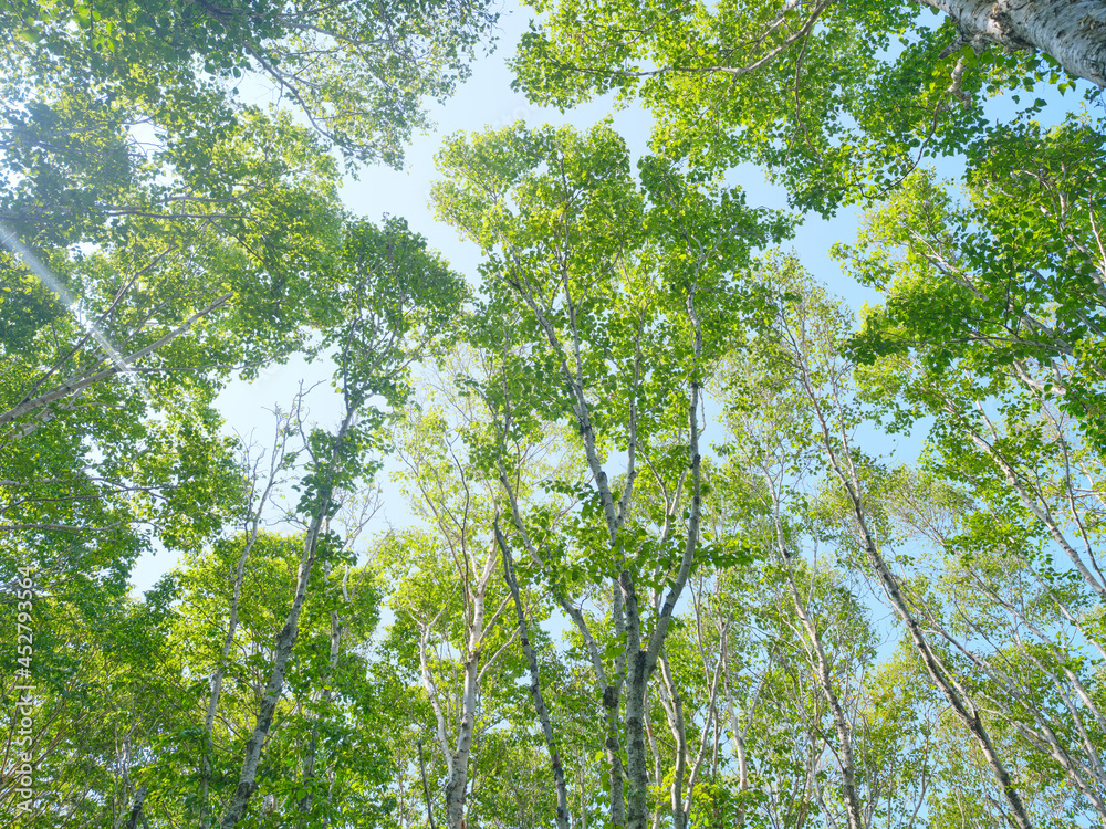 Obraz premium ダケカンバの森