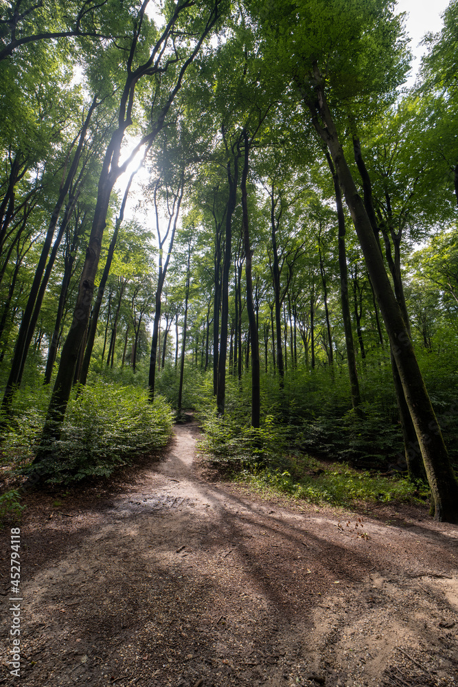Fototapeta premium Forest path in Sonsbeek, Arnhem