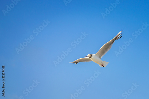 The seagull flies with its wings spread wide. One seabird is on a blue sky background.