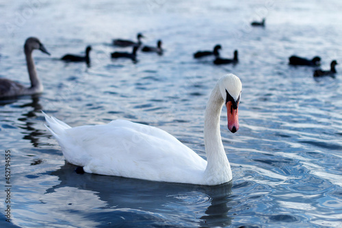 Beautiful white swan swims in the calm water of the lake against the background of other birds