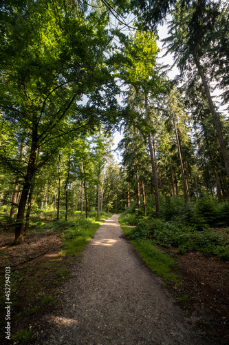 Forest landscape south of Groesbeek