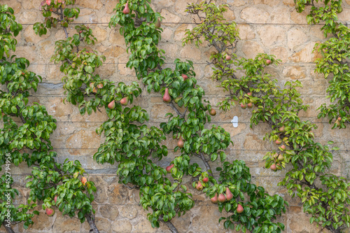 Close up of pears grown on wires on the wall in a walled garden © tom