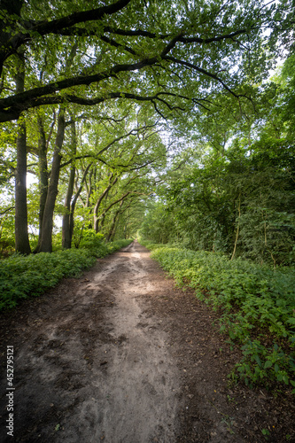Forest landscape south of Groesbeek © Robrecht