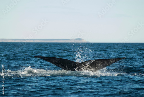 Sohutern right whale tail lobtailing  endangered species  Patagonia Argentina