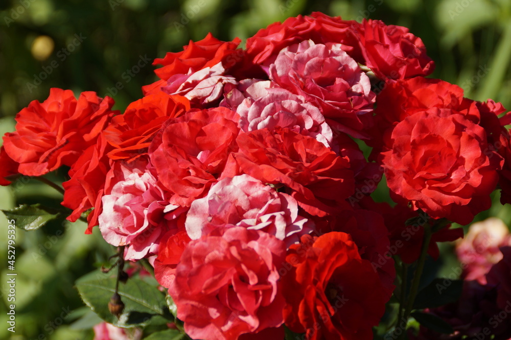 red rose bush red rose bush