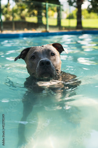 Fototapeta Naklejka Na Ścianę i Meble -  Pit bull dog swimming in the pool in the park. Sunny day in Rio de Janeiro.