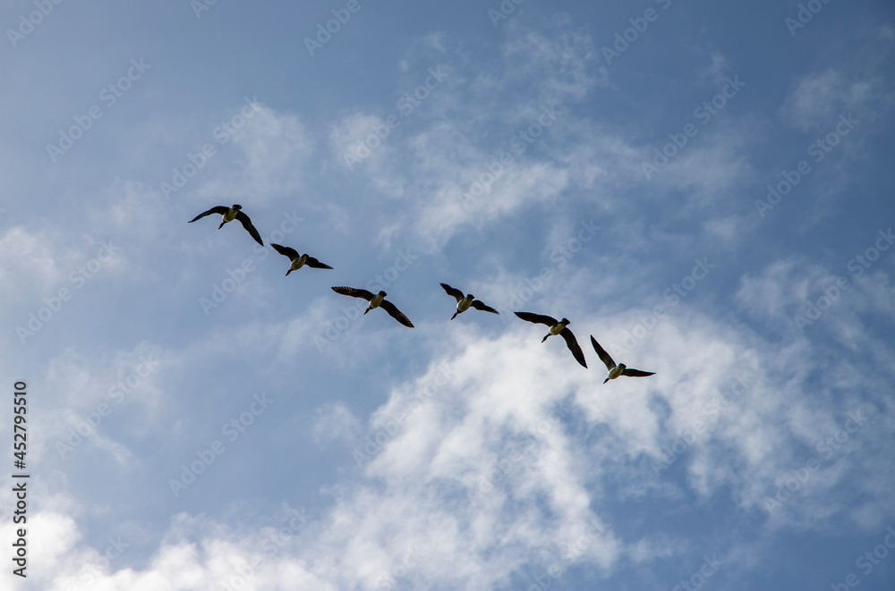 Fototapeta premium Geese flying