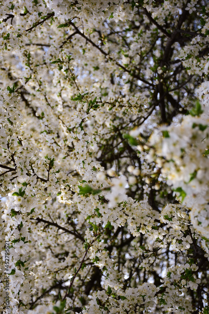 Tree branches blooming with white flowers all over the frame. The front branch is in focus and the background is blurred Tree branches blooming with white flowers all over the frame. The front branch is in focus and the background is blurred