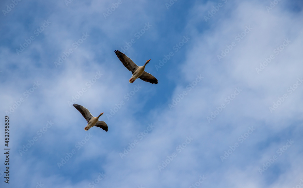 Geese flying