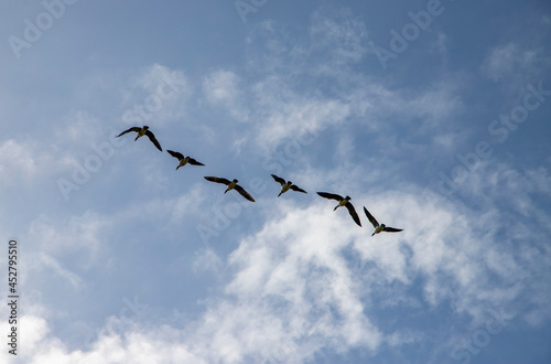 Geese flying