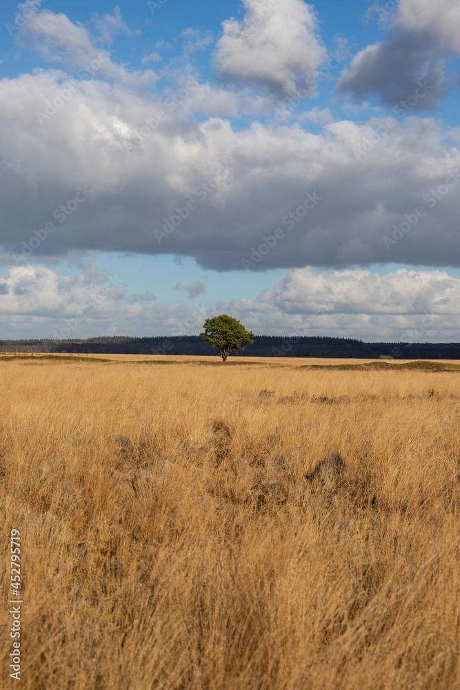 Fototapeta premium Single tree in field