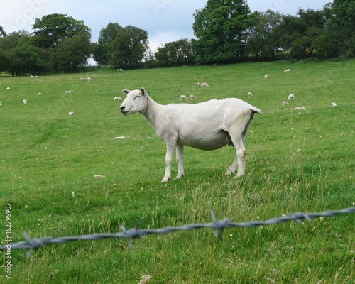 Laughing Sheep