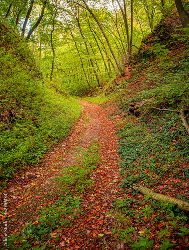 Pathway in the forest at au...