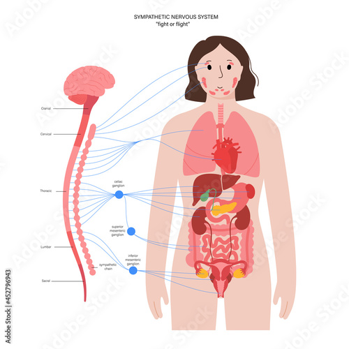 Symphathetic nervous system