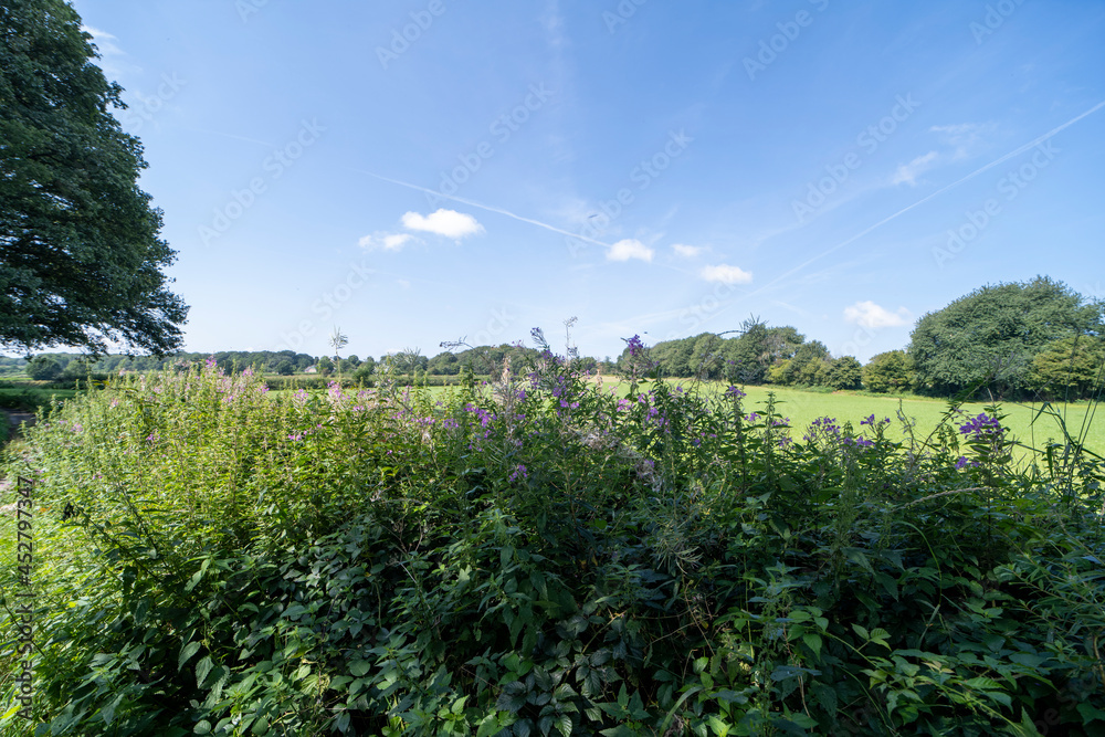 An agricultural field during summer south of Groesbeek An agricultural field during summer south of Groesbeek