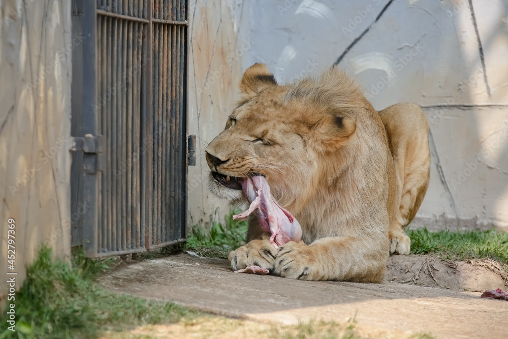 O leão é uma espécie de mamífero carnívoro do gênero Panthera e da ...