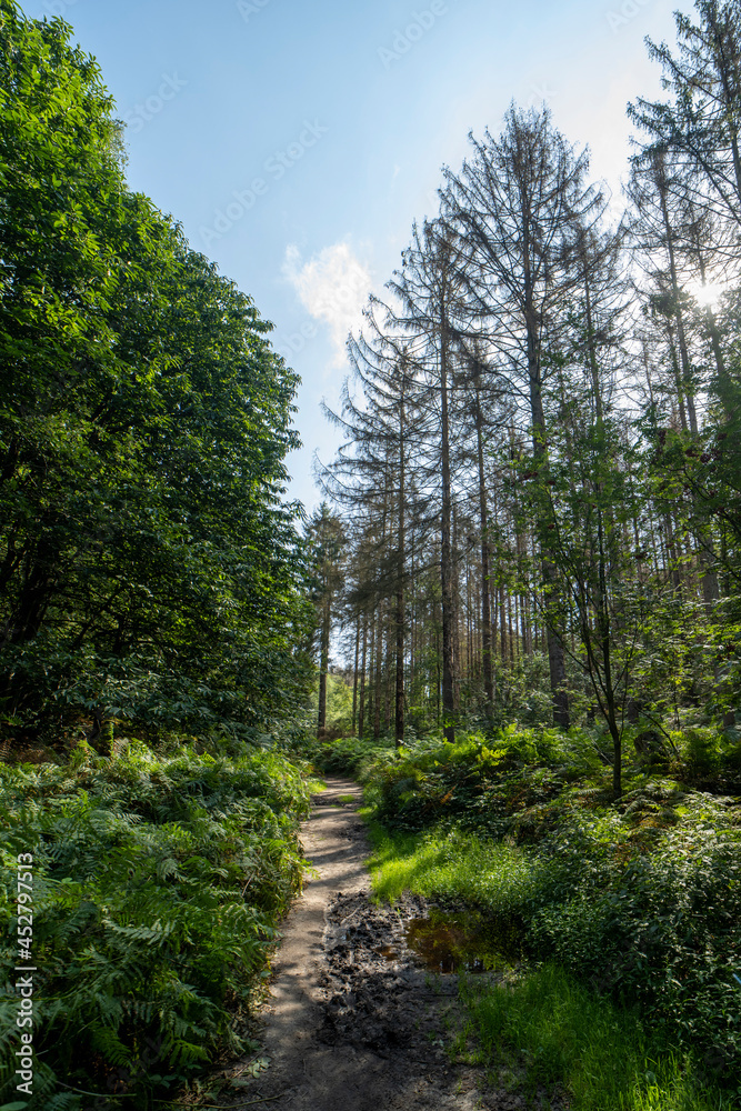 Fototapeta premium The forest on the Sint-Jansberg hill.