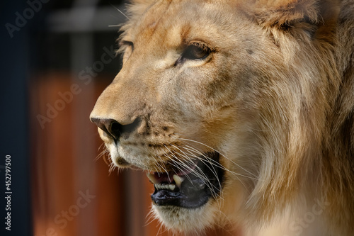 Fototapeta Naklejka Na Ścianę i Meble -  O leão é uma espécie de mamífero carnívoro do gênero Panthera e da família Felidae. 
