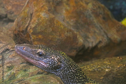 Close-up on the head of a monitor lizard on a stone.