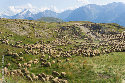 Herd of Sheep in the Alps. Transhumance in spring and summer near a ski resort. France