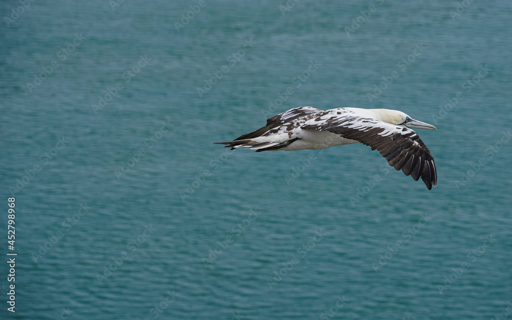 Naklejka premium Close up of Flying Large White Sea Bird Gannets with a huge wingspan over blue sky and ocean on English clifftops, Gliding, slope soaring and riding thermals and Ridge lift from cliff face updrafts