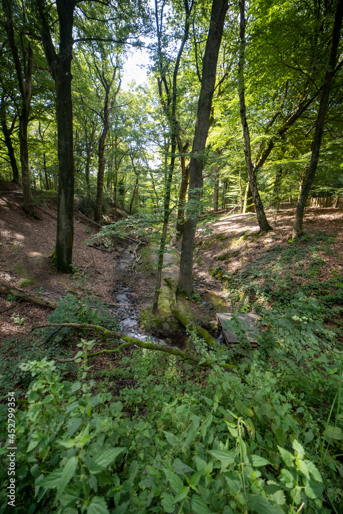 The Molenbeek stream in the forest The Molenbeek stream in the forest