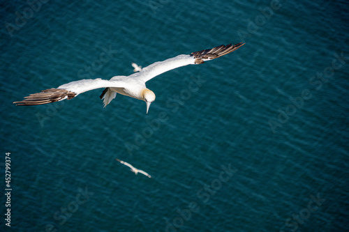 Close up of Flying Large White Sea Bird Gannets with a huge wingspan over blue sky and ocean on English clifftops, Gliding, slope soaring and riding thermals and Ridge lift from cliff face updrafts