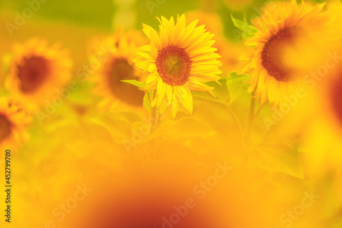Sonnenblumen mit Platz zum Beschreiben Bokeh