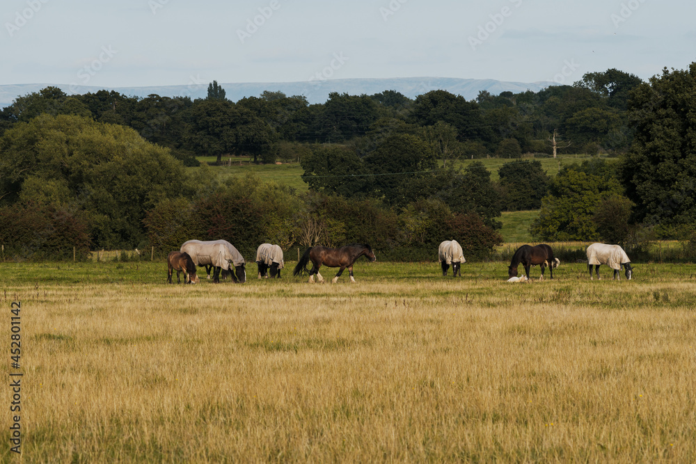 Fototapeta premium Horses on a grass field