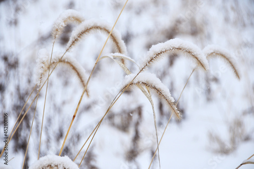 Snow on Foxtail