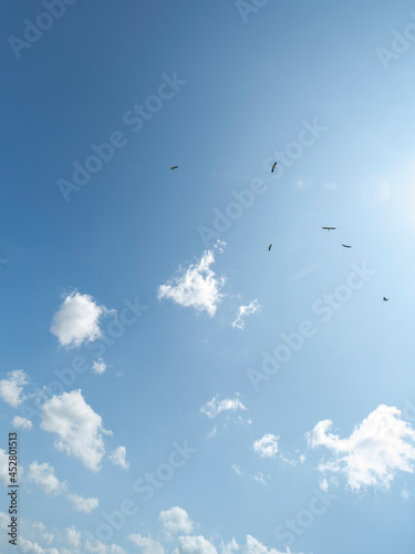 Storks flying up in the sky