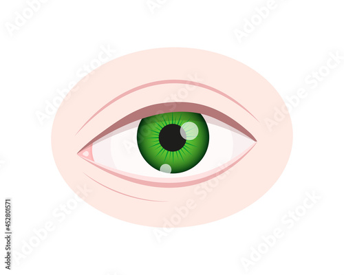 Human eye closeup isolated on white background. Healthy organ of vision with green iris, pupil, sclera, lacrimal canaliculi and eyelids. Vector realistic illustration. photo