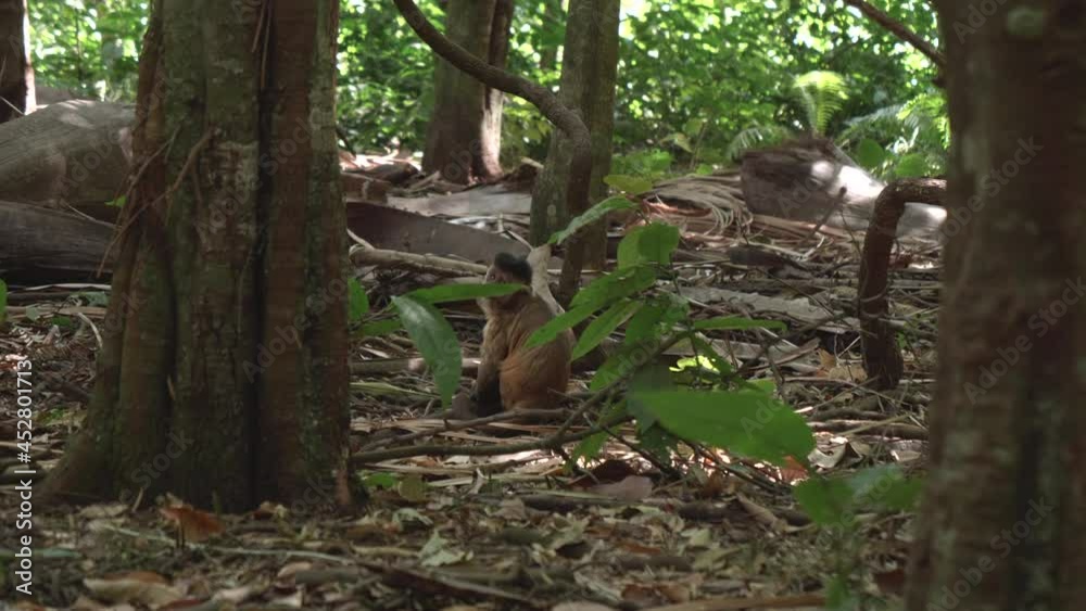 Capuchin monkey is sitting on the forest looking around Capuchin monkey is sitting on the forest looking around