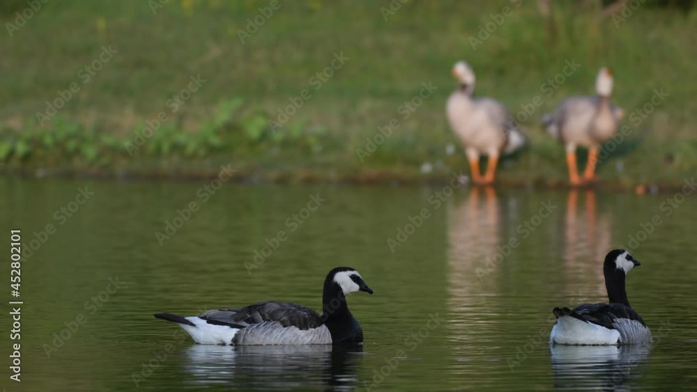 Canada Goose - Branta canadensis in the wild. Swimming birds. Canada Goose - Branta canadensis in the wild. Swimming birds.