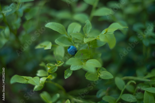 Blueberry berry in the forest on a bush