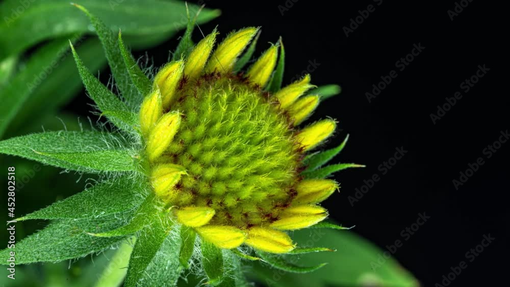 Time lapse of Gaillardia bloom, close-up shot, on black background, Beautiful Gaillardia flower blooms close-up, stamen growth, 4k macro Time lapse of Gaillardia bloom, close-up shot, on black background, Beautiful Gaillardia flower blooms close-up, stamen growth, 4k macro