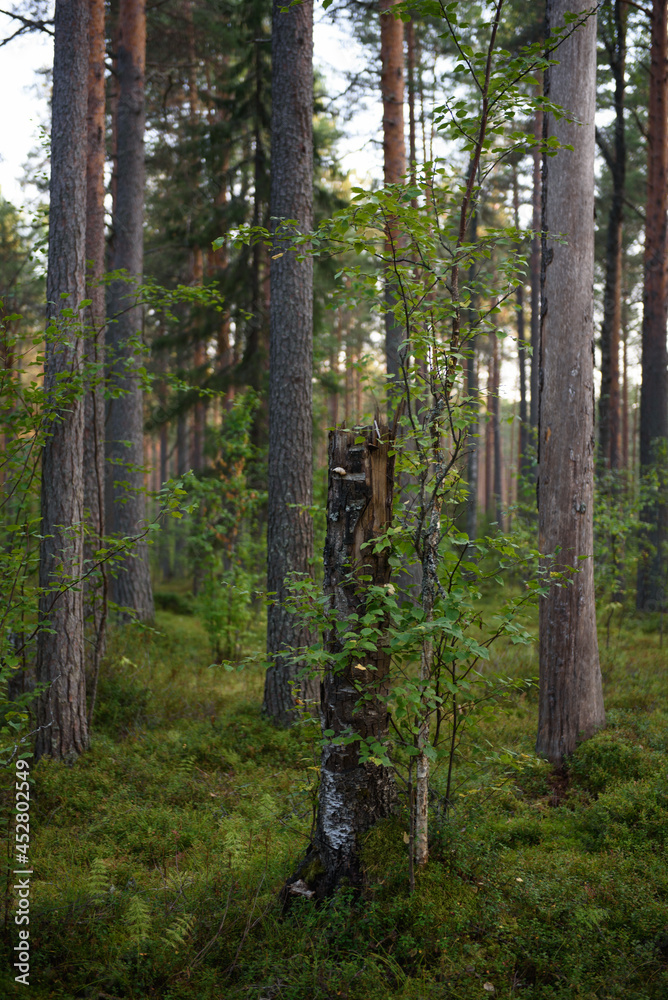 Fototapeta premium Forest landscapes before dusk.