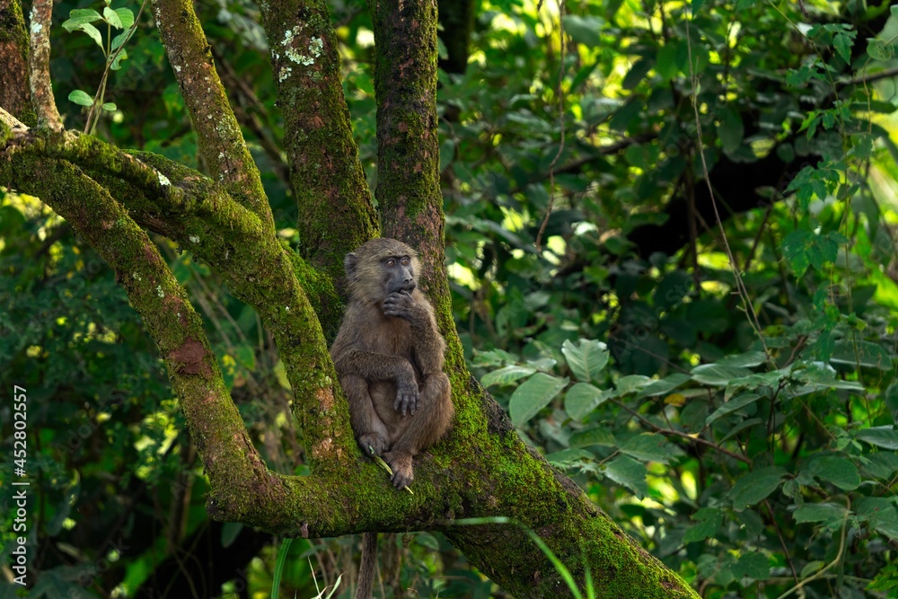 Fototapeta premium Olive baboon sitting on the branch. Baboon in the rainforest. Wildlife in the Uganda. 
