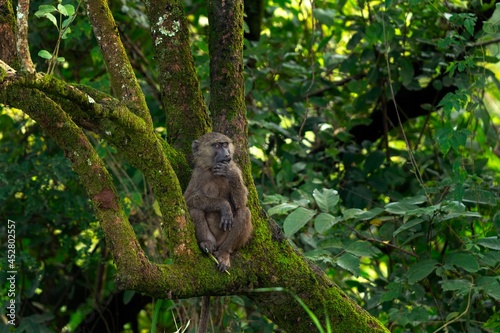 Olive baboon sitting on the branch. Baboon in the rainforest. Wildlife in the Uganda. 