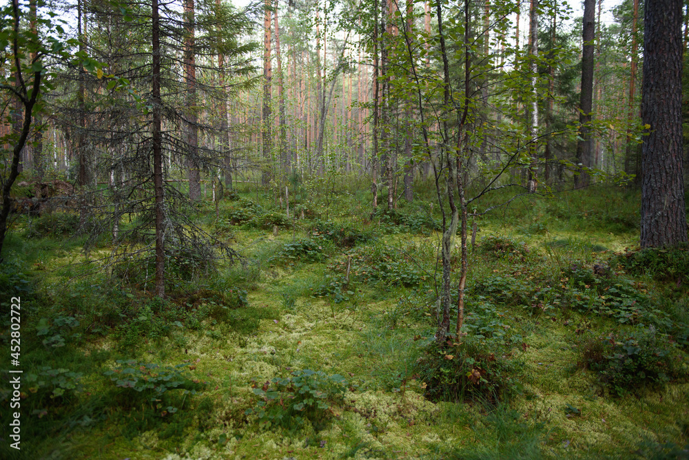 Obraz premium Swampy area of the north. Landscape view.
