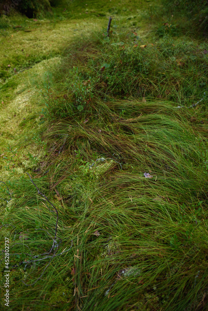 Swampy area of the north. Landscape view. Swampy area of the north. Landscape view.