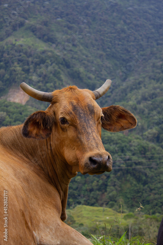 brown cow lie down in a colombia mountain