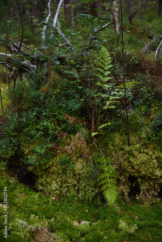 Fern in the northern forest on a swampy area.