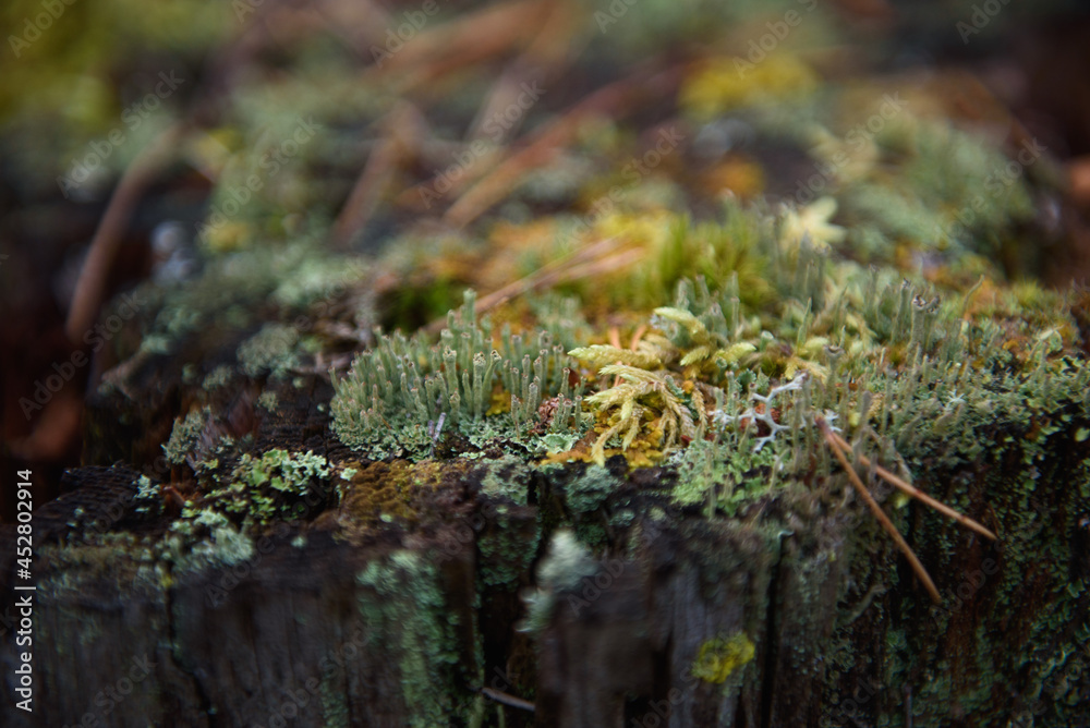 Close up background of forest micro plants.