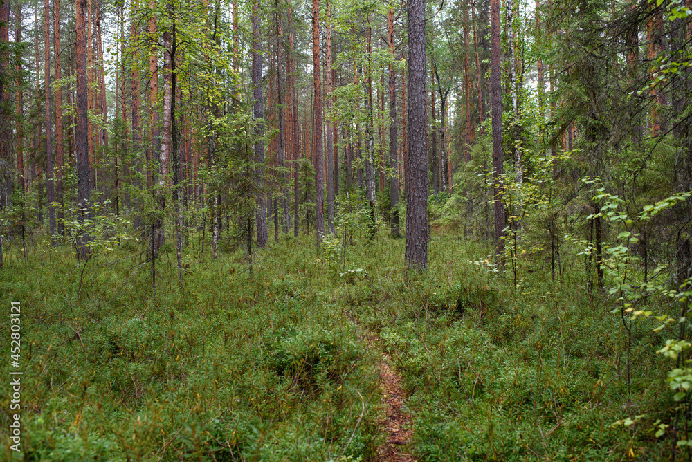 Fototapeta premium Landscape. Smapy area in the forest