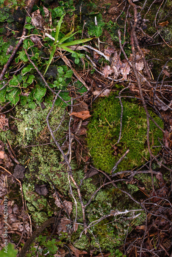 Close up of moss and lichens Close up of moss and lichens