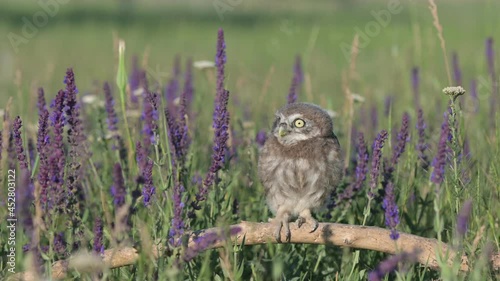 Little owl in natural habitat Athene noctua. Owl hides in the grass close up. photo