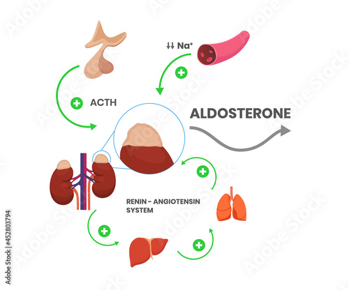 Aldosteron hormone syntheis by adrenal gland. mineralcorticoid production schematic illustration