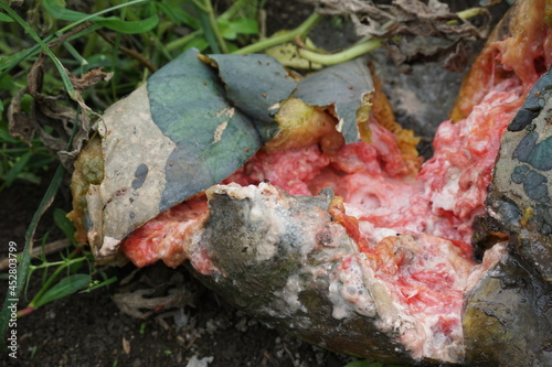 Rotten watermelon with a natural background